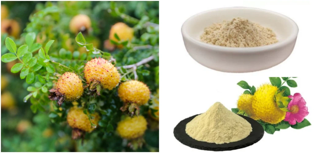 Rosa Roxburghii Extract 1 Rosa Roxburghii Extract 1