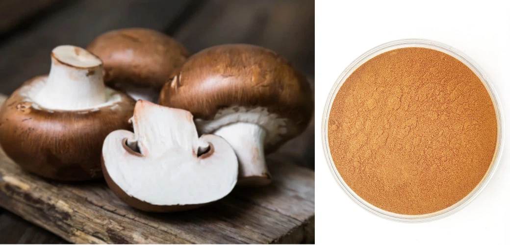 product-1040-500 shiitake mushroom extract 33