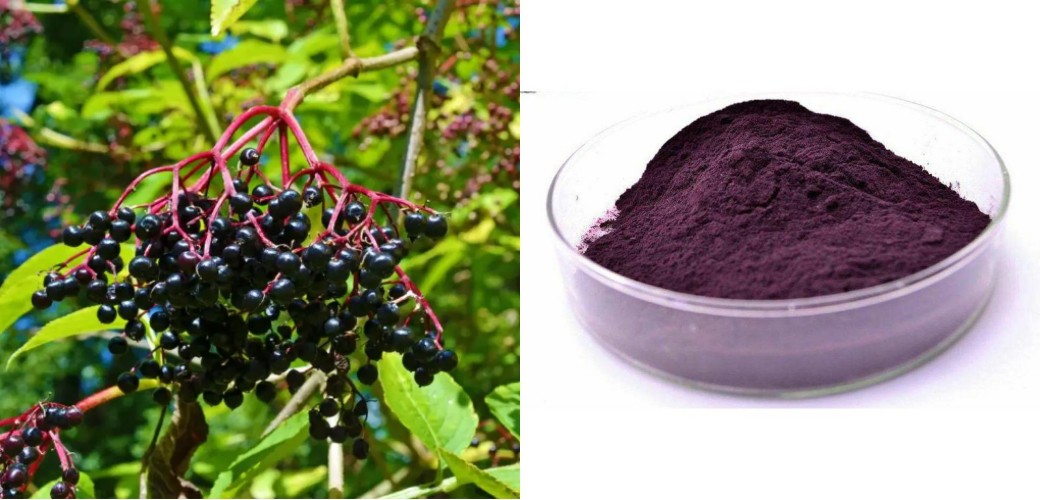 Sambucus Elderberry Powder Sambucus Elderberry Powder