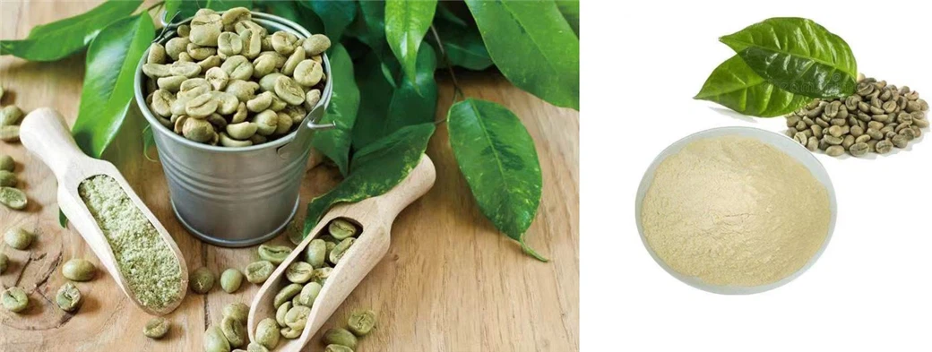 Green Coffee Bean Extract Powder Green Coffee Bean Extract Powder
