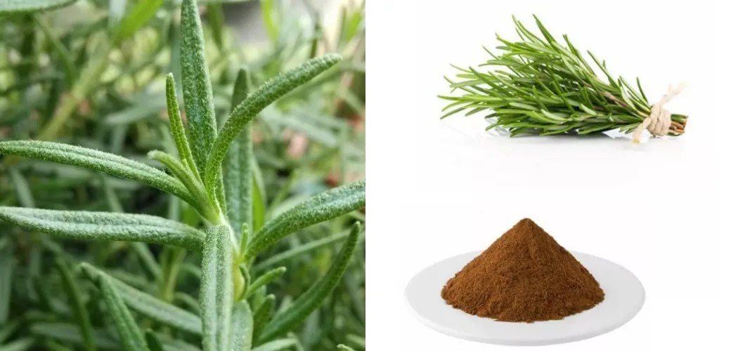 Rosemary Extract Powder Rosemary Extract Powder