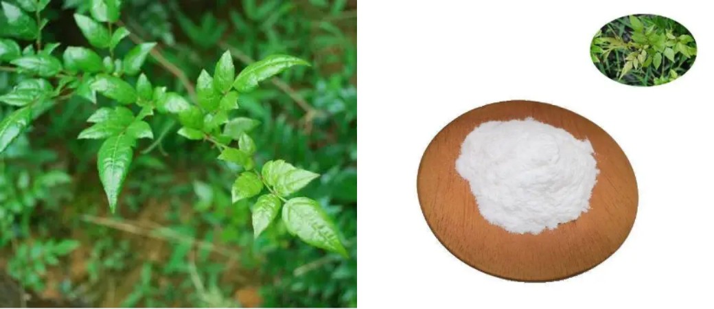Vine Tea Extract