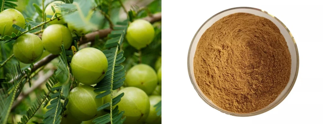 product-1040-400 Amla Extract Powder