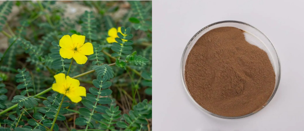 Tribulus Terrestris Extract Powder