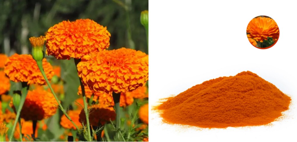 Marigold Extract Powder