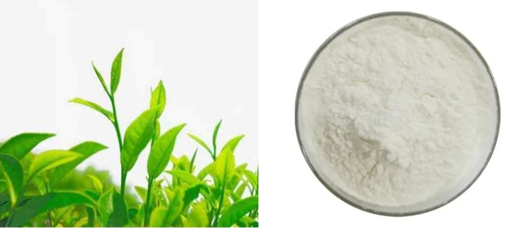 EGCG POWDER EGCG POWDER