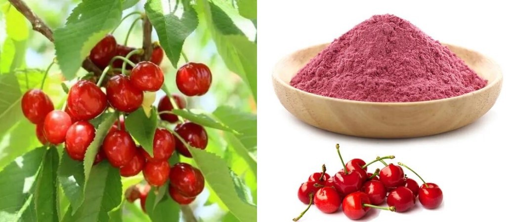 Acerola extract powder Acerola extract powder