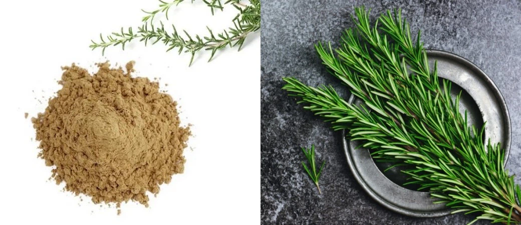 rosemary leaf powder rosemary leaf powder