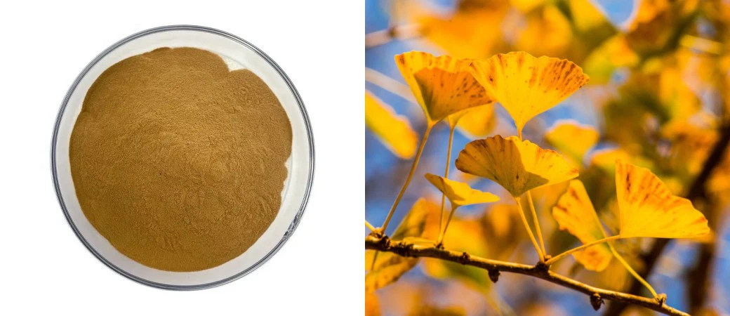 Ginkgo Biloba Leaf Powder Ginkgo Biloba Leaf Powder