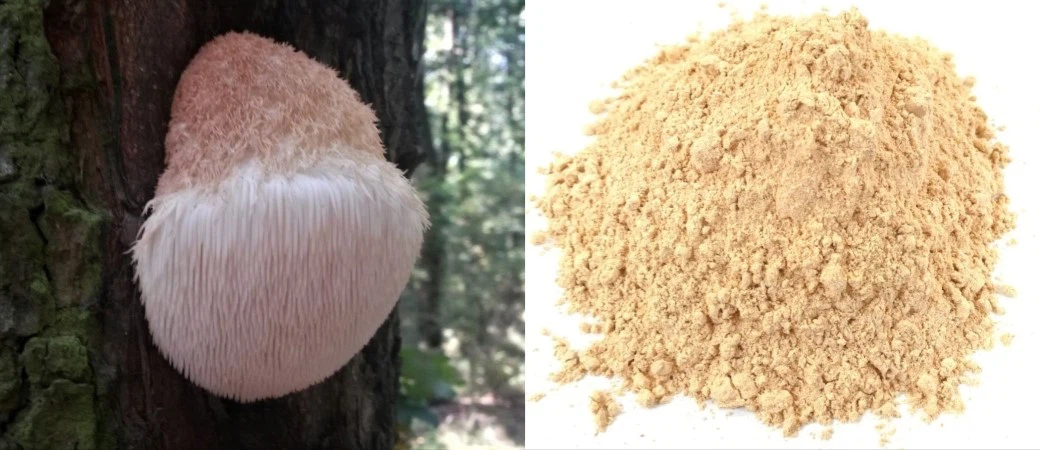 Lion's mane mushroom powder Lion's mane mushroom powder