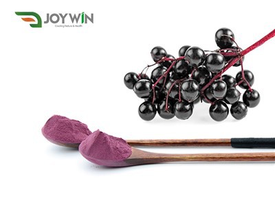Elderberry Extract Powder