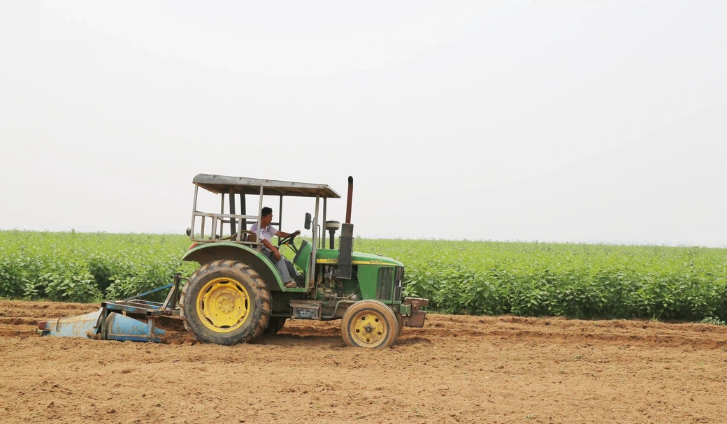 JOYWIN Jerusalem Artichoke plantation JOYWIN Jerusalem Artichoke plantation